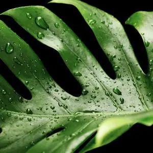 Tendance : le Monstera s'invite dans la déco d'intérieur Tendance : le Monstera s'invite dans la déco d'intérieur