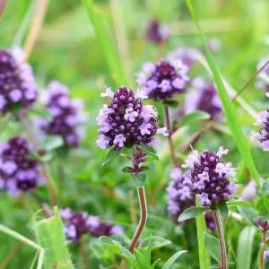 3 plantes médicinales pour embellir son balcon