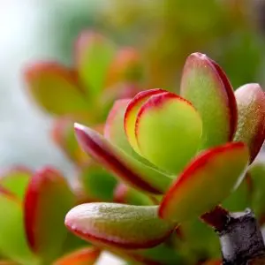Top 10 des plantes d'intérieur (et comment en prendre soin) Top 10 des plantes d'intérieur (et comment en prendre soin)