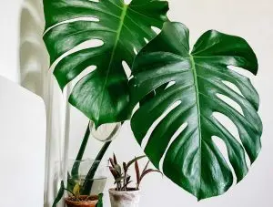 Le Monstera est une plante tropicale originaire de l’Amérique du Sud